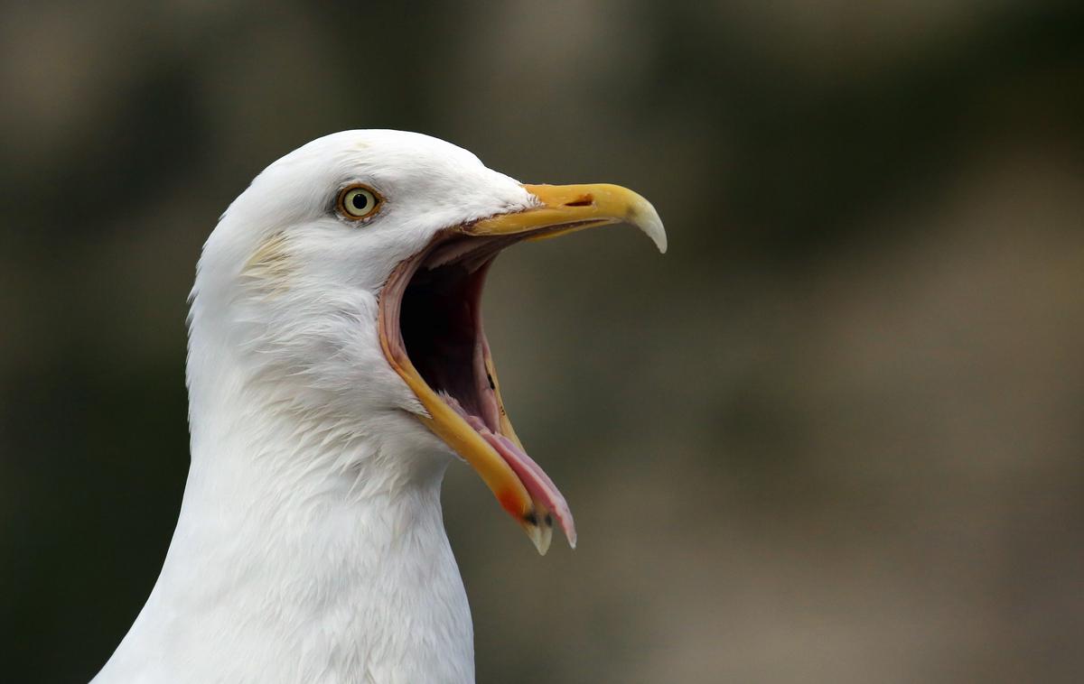 galeb | Pri obeh pticah so potrdili aviarno influenco tipa A in podtipa H5N1, so danes sporočili z uprave za varno hrano, veterinarstvo in varstvo rastlin. | Foto Shutterstock