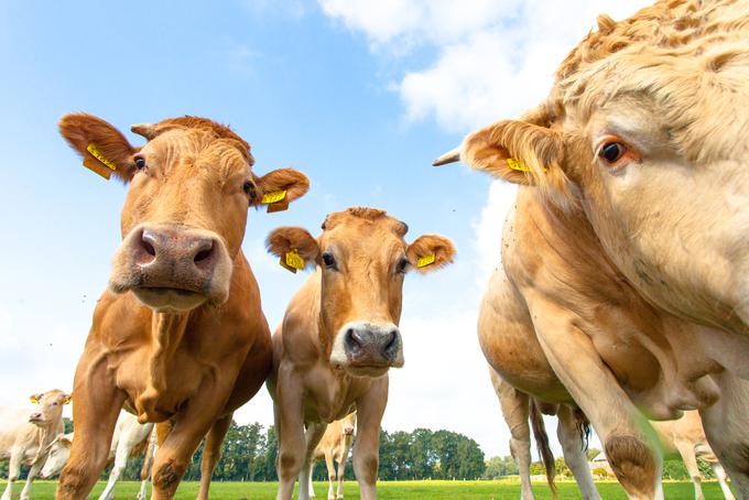 mleko krave sir | Foto: Shutterstock