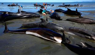 Na Islandiji poginilo 20 kitov pilotov