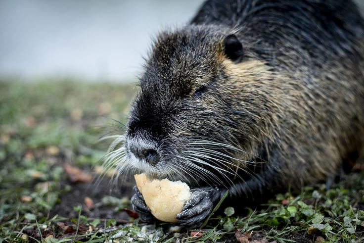 Nutrije se ljudi praviloma izogibajo, a izjemo naredijo, če začutijo, da se jim obeta slasten prigrizek.   | Foto: Ana Kovač