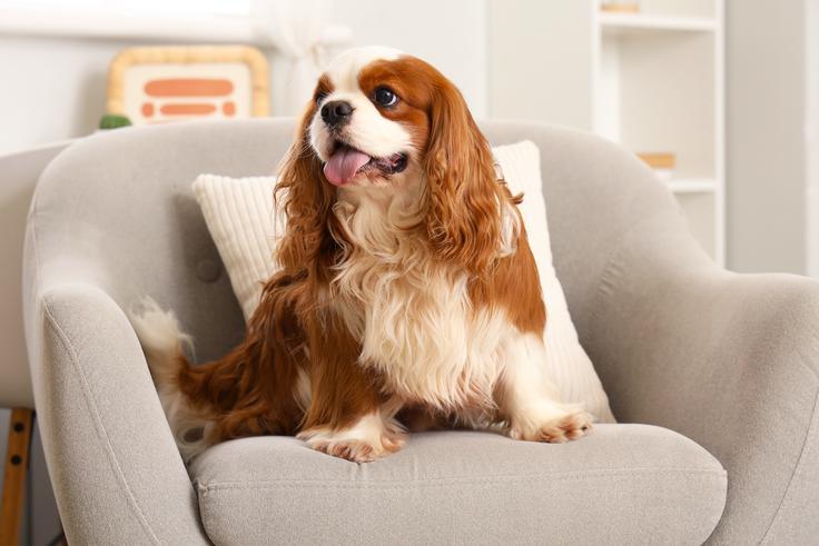 pes | Foto: Shutterstock