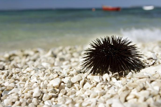 plaža ježek | Foto Shutterstock
