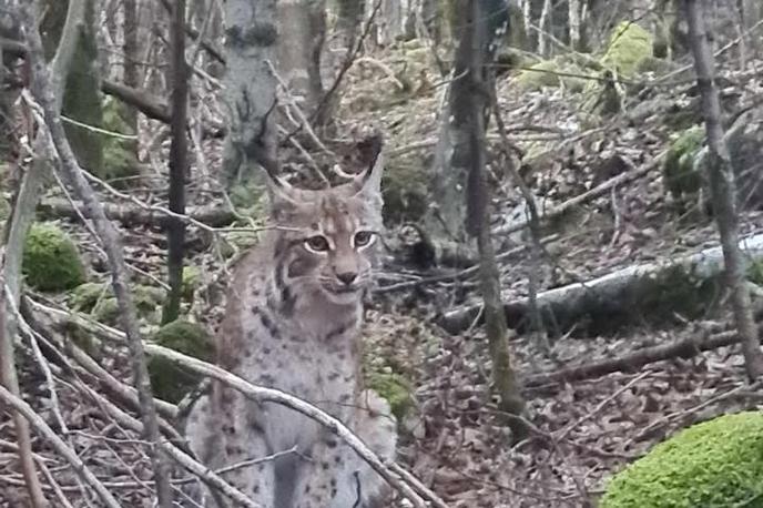 Slovenski državni gozdovi, ris | Foto Facebook/Slovenski državni gozdovi/Anja Pirc