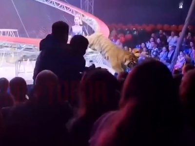 Tiger skočil med občinstvo: 