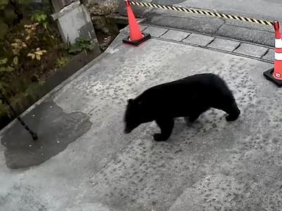 V tej državi v boj proti medvedom pošiljajo vojsko #video