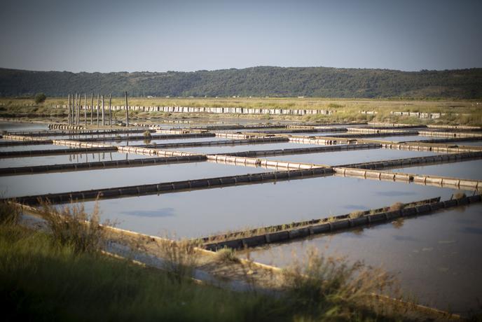 Izjemen prizor v Sečoveljskih solinah: tega v Sloveniji še nismo doživeli