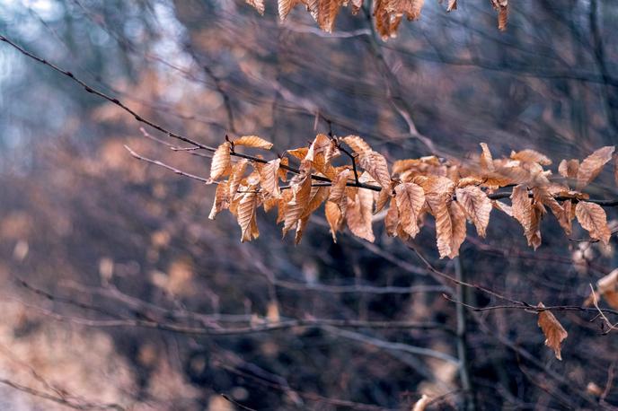 jesen, jesensko vreme, jesensko listje | Foto Shutterstock