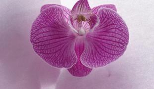 Leto 2014 bo cvetelo v barvi orhideje