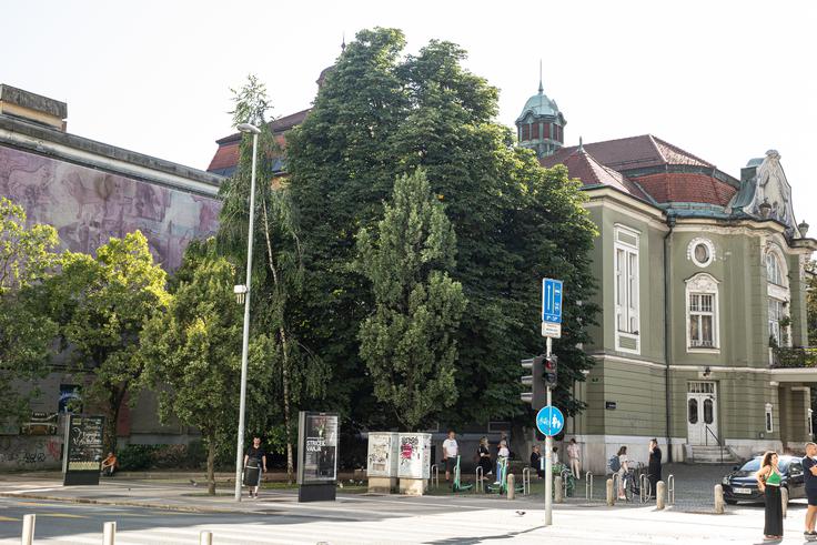 "To, kar zdaj doživljamo, ti odzivi ljudi na posege v drevesne sestoje v urbanem okolju, so v zadnjih letih v Sloveniji izrazito v porastu. Aktivisti niso ljudje, ki imajo morda preveč časa, ampak so opremljeni z znanjem o pomembnosti zelenja za ljudi in se zavedajo nepovratnosti teh posegov," pravi Simonetijeva. | Foto: Matic Prevc/STA