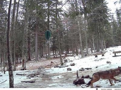 Na Pohorje so se po več desetletjih vrnili volkovi