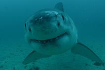 30. teden morskih psov na Discovery Channel