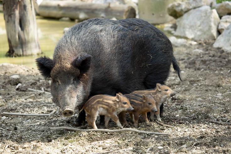 divja svinja | Foto: ZOO Ljubljana
