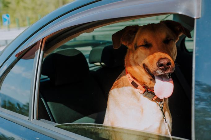 pes v avtu v poletni vročini | Foto: Shutterstock