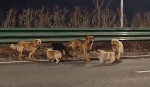 Ganljiva zgodba o psih, ki so pobegnili pred zakolom, se je izkazala za lažno