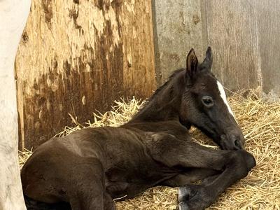 V Kobilarni Lipica pozdravili prvo letošnje žrebe
