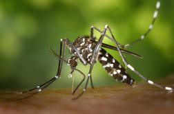 Zaradi visokih temperatur vse več komarjev, ki prenašajo viruse