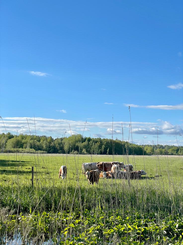 Neja Sirc, Prek meja, poletje v Helsinkih | Foto: osebni arhiv Neje Sirc