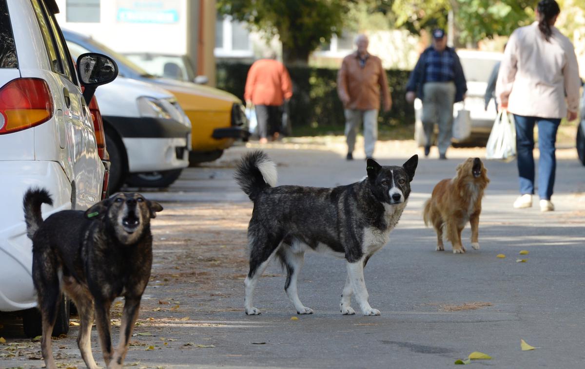 Potepuški psi Romunija | Po besedah ​​domačinov se po okolici vsak dan sprehaja okoli 20 psov, ki nimajo lastnikov in brskajo po smeteh v naselju. | Foto Guliverimage