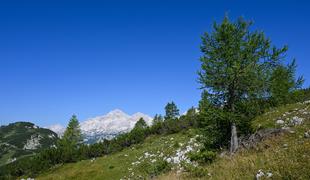 Lepi dnevi za jurčke in vrhunski pogled na Triglav #video