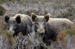 V prometni nesreči zaradi divje svinje v Nemčiji trije mrtvi