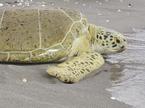 morska želva