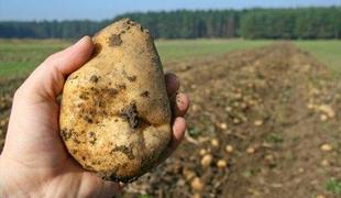 Neumen kmet ima debel krompir
