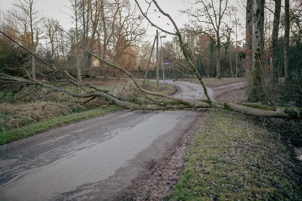 Padec drevesa usoden za občana Žužemberka