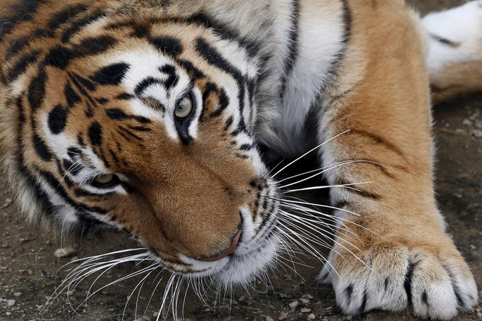 Sibirski tiger se v ZOO Ljubljana prilagaja na novo okolje. | Foto: Reuters