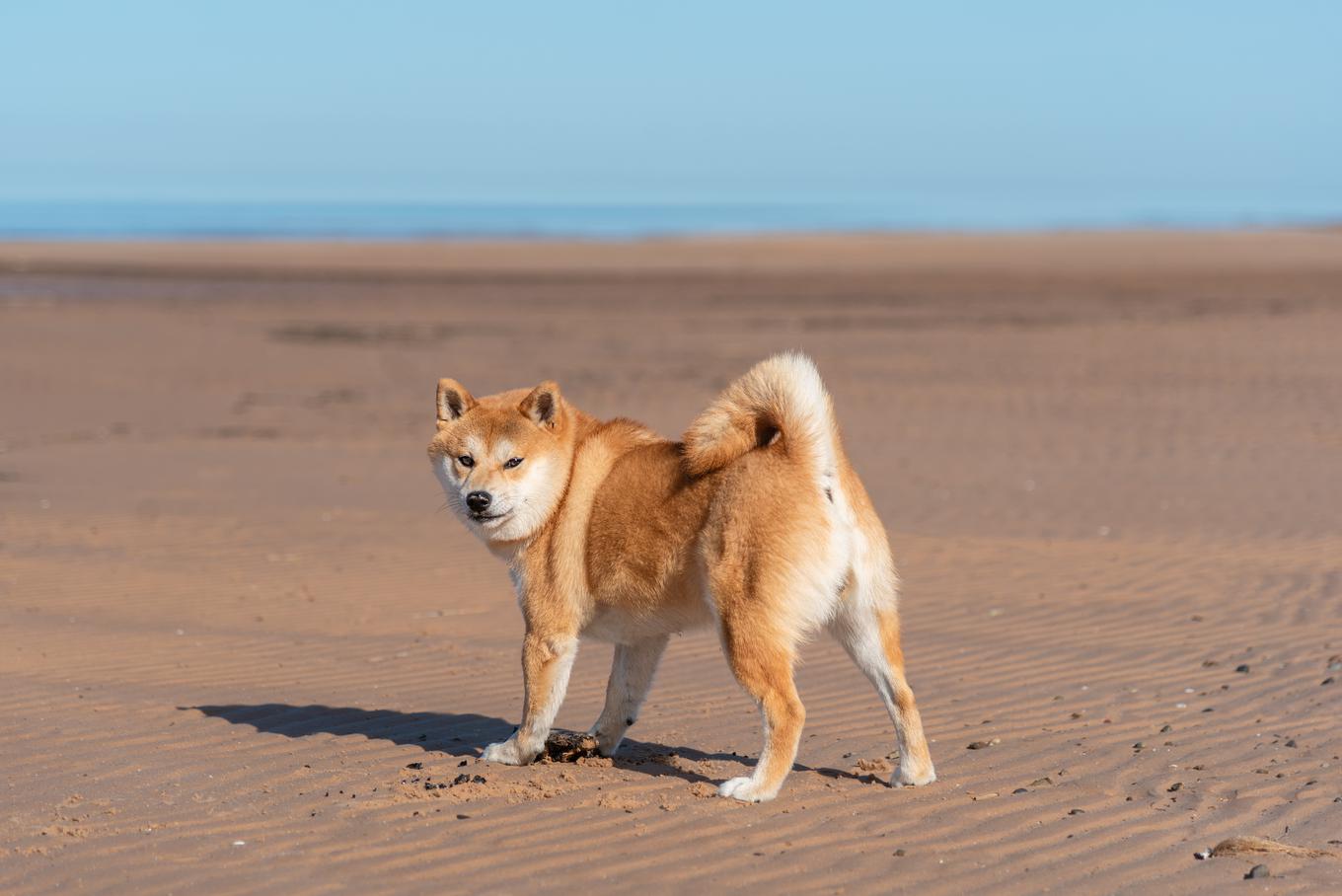 Uma das características mais inusitadas da raça é o famoso grito de shiba. | Foto: Shutterstock