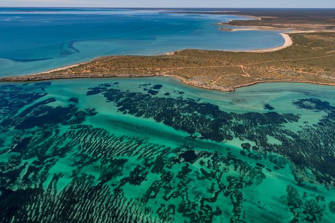 Pozejdonov plevel, morska trava, odkritje, Avstralija | Foto Shutterstock