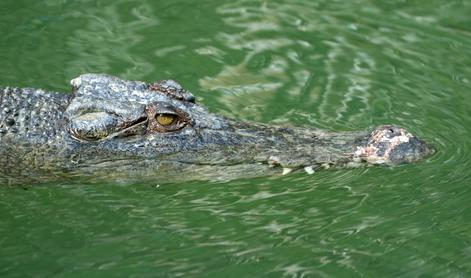 Po domnevnem napadu krokodila v potoku iščejo pogrešano dekle