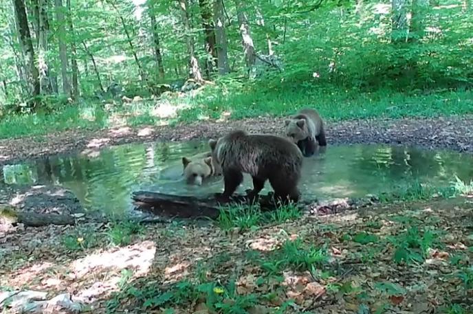 medved, vročina, gozd | Tudi divje živali si v vročih dneh poiščejo vodni izvir in se ohladijo ter okrepčajo z vodo. | Foto Youtube/Kočevsko