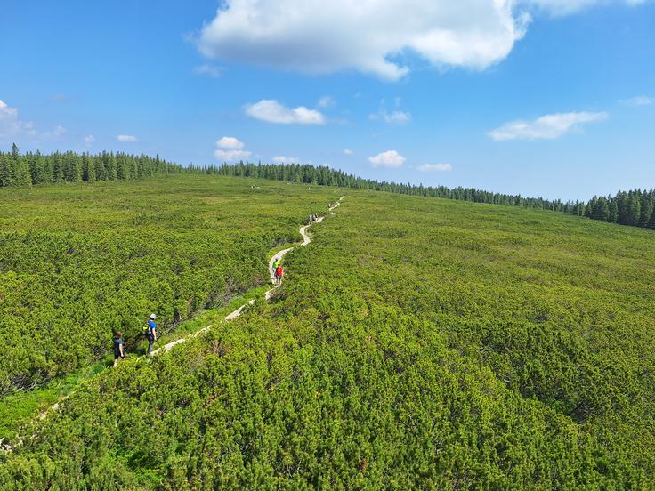 Lesene brvi, ki se vijejo čez šotna tla, vodijo do Lovrenških jezer in ustvarjajo občutek, kot da hodite po povsem drugačnem svetu. | Foto: Maja Peterlin