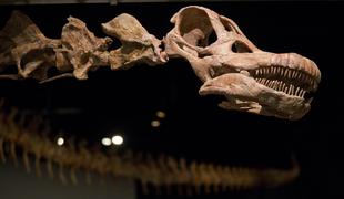 Izjemno odkritje: po naključju naletel na 70 milijonov let star fosil dinozavra
