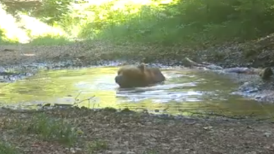 Kamera v divjini ujela medveda. Kaj počne? #video