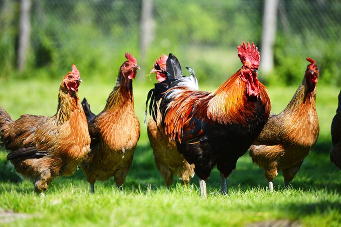 Po vsej Evropi so s polic trgovin umaknili na milijone kokošjih jajc. | Foto: Shutterstock