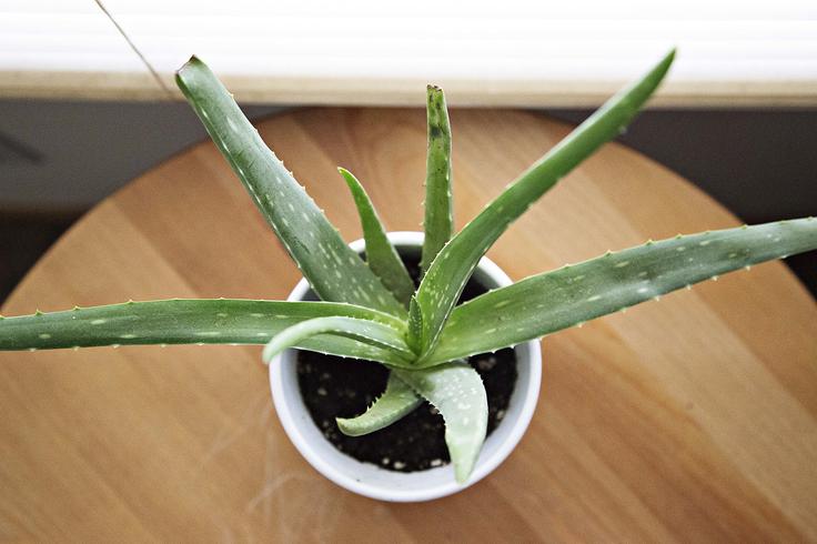 aloe vera | Foto: Pixabay