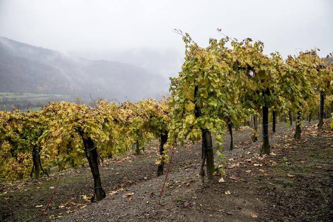 Vipavske vinogradnike skrbi, kdo bo odkupil letošnjo letino grozdja. | Foto: 