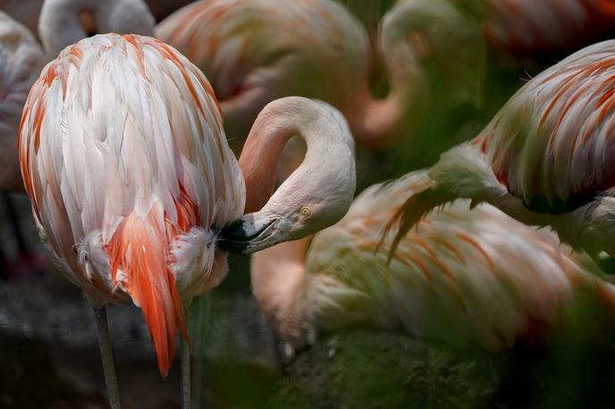 flamingo, plamenec | Vendar pa Ingove starosti niso nikoli uradno potrdili, saj se drugi dokumenti, ki bi pričali o njegovo starosti, niso ohranili, poroča nemška tiskovna agencija dpa. (Fotografija je simbolična.) | Foto Guliverimage