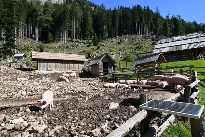 Spodnja Dolga njiva je poleti priljubljena zaradi številnih domačih živali, zato je tu tudi veliko otrok. | Foto: Matej Podgoršek