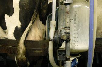 V mleku ene od gorenjskih kmetij rakotvorni aflatoksini