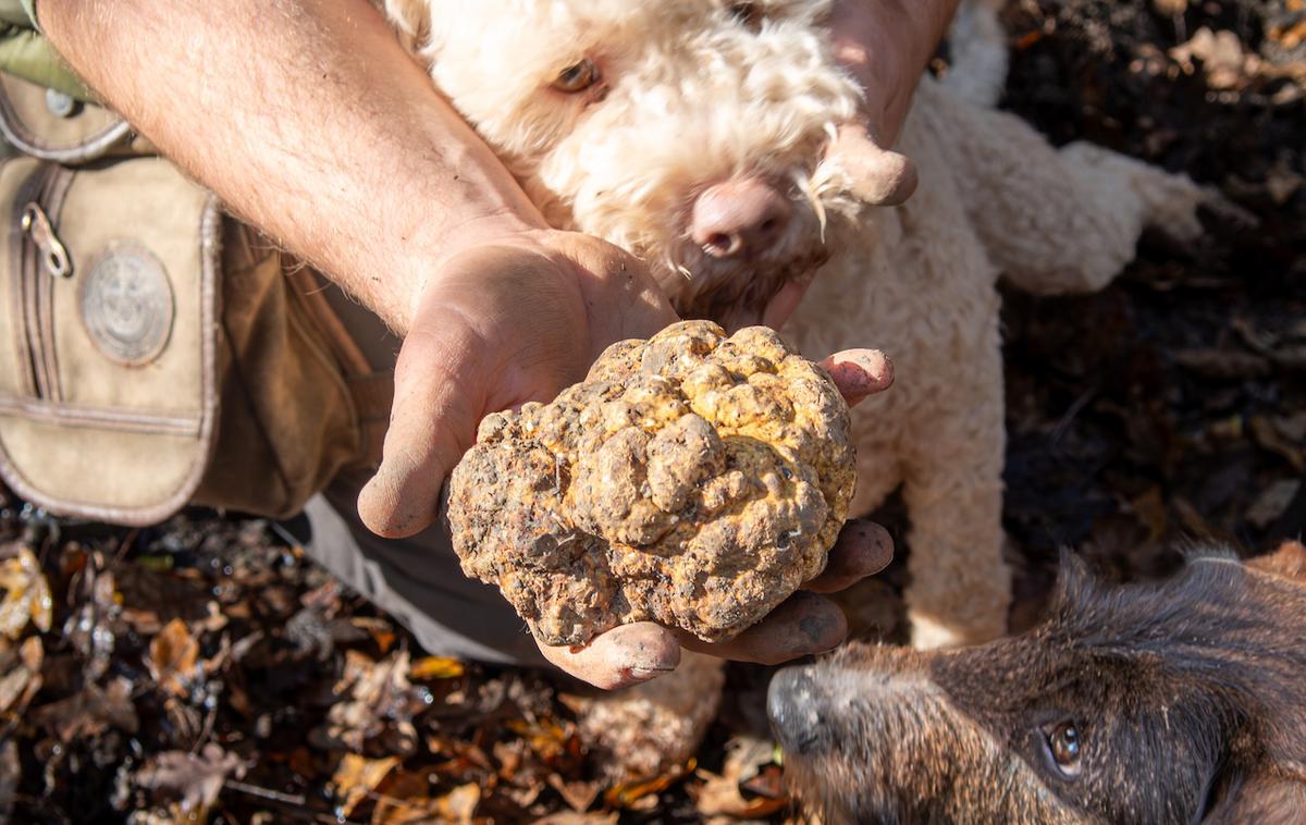 Zigante, sveži beli tartufi | Foto Zigante tartufi