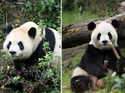 Kitajski pandi pred odhodom v ZDA še na zmenek na slepo