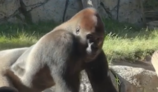 Strah in trepet v ZOO: ljudje so začeli kričati in bežati #video