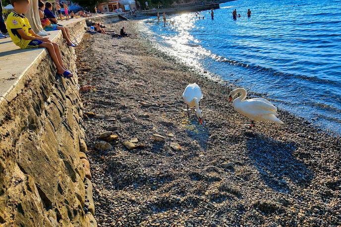 Labodi v Fiesi | Labodi so namreč divje ptice in si svojo najljubšo hrano sami poiščejo v naravi.  | Foto Okolje Piran/Facebook