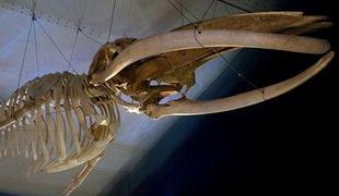 V Prirodoslovnem muzeju na ogled okostje kita Leonore