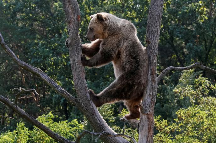 medved | Ministrstvo za kmetijstvo se je za odstrel medvedov in volkov odločilo, ker zveri vsakodnevno povzročajo škodo z napadi na drobnico in druge domače živali. | Foto Reuters