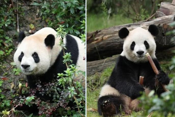 panda, Kitajska, ZDA, diplomacija | Živalski vrt v Atlanti je v izjavi izrazil navdušenje, da bodo lahko gostili orjaški pandi v sklopu nadaljnjih prizadevanj za ohranjanje in raziskovanje skupaj s Kitajskim združenjem za ohranjanje prostoživečih živali. | Foto X/@PDChina