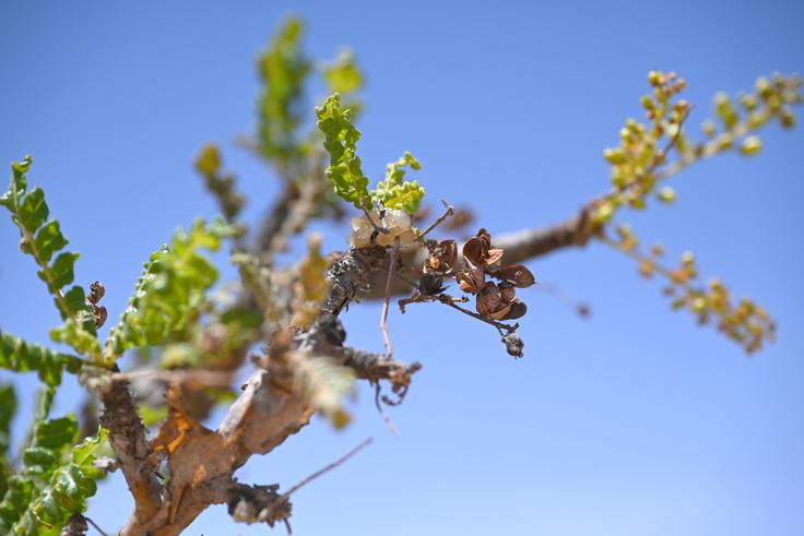 Kadilo je smola, ki jo proizvajajo različne vrste bosvelije, med njimi tudi drevesa Boswellia sacra v Somalilandu, ki so danes uvrščena med skoraj ogrožene vrste. | Foto: Shutterstock