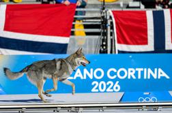 Nepričakovan obiskovalec na olimpijski progi med preizkušnjo tekačic